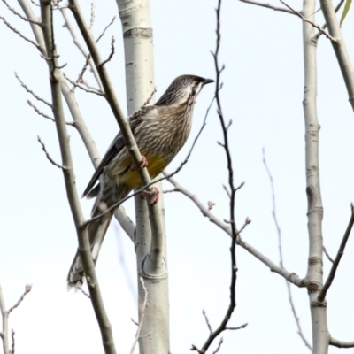 Anthochaera carunculata (Red Wattlebird) at Jerrabomberra Creek - 20 May 2021 by RodDeb