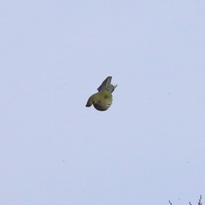 Oriolus sagittatus at Jerrabomberra, NSW - 20 May 2021