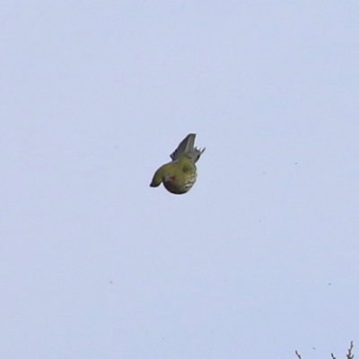 Oriolus sagittatus (Olive-backed Oriole) at Jerrabomberra, NSW - 20 May 2021 by RodDeb