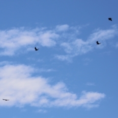 Corvus mellori (Little Raven) at Jerrabomberra Creek - 20 May 2021 by RodDeb