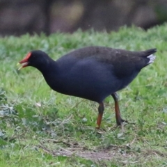 Gallinula tenebrosa (Dusky Moorhen) at Jerrabomberra Creek - 20 May 2021 by RodDeb