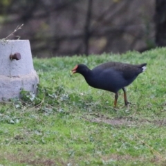 Gallinula tenebrosa at Jerrabomberra, NSW - 20 May 2021