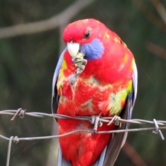 Platycercus elegans (Crimson Rosella) at Jerrabomberra, NSW - 20 May 2021 by RodDeb