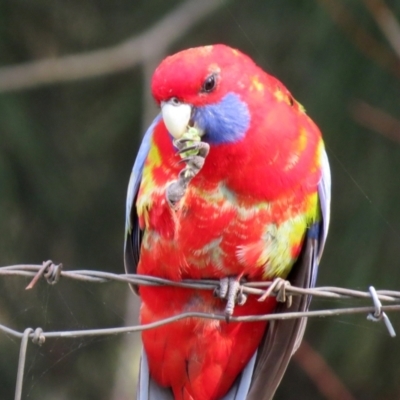 Platycercus elegans (Crimson Rosella) at Jerrabomberra Creek - 20 May 2021 by RodDeb