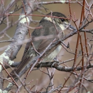 Cracticus torquatus at Jerrabomberra, NSW - 20 May 2021