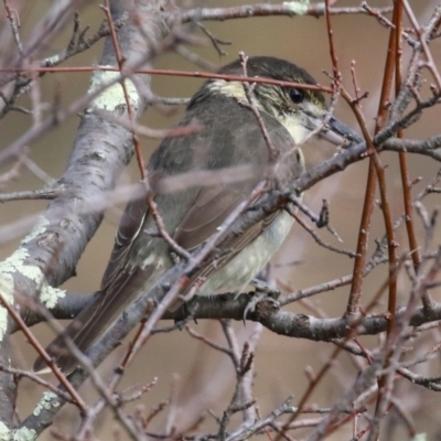 Cracticus torquatus (Grey Butcherbird) at Jerrabomberra Creek - 20 May 2021 by RodDeb