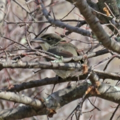 Cracticus torquatus at Jerrabomberra, NSW - 20 May 2021