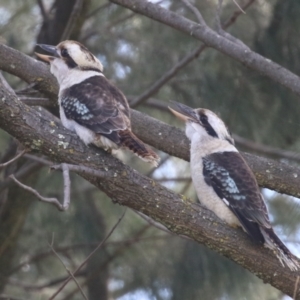 Dacelo novaeguineae at Jerrabomberra, NSW - 20 May 2021