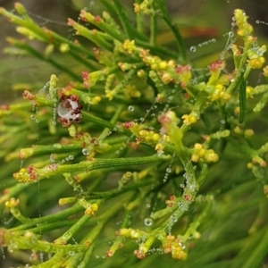 Exocarpos cupressiformis at Holt, ACT - 20 May 2021