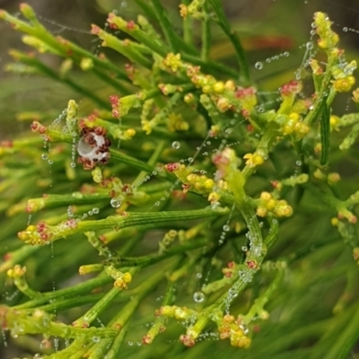 Exocarpos cupressiformis (Cherry Ballart) at Holt, ACT - 19 May 2021 by drakes