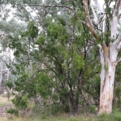 Exocarpos cupressiformis at Holt, ACT - 20 May 2021