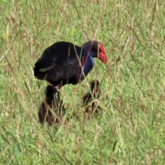 Porphyrio melanotus at Jerrabomberra, NSW - 12 Apr 2021