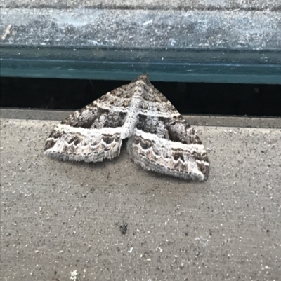 Chrysolarentia subrectaria (A Geometer moth) at Phillip, ACT - 13 May 2021 by Tapirlord