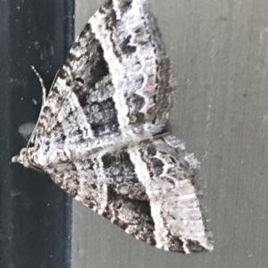 Chrysolarentia subrectaria at Phillip, ACT - 13 May 2021