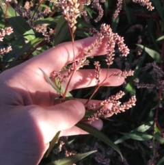 Persicaria decipiens (Slender Knotweed) at City Renewal Authority Area - 14 May 2021 by Tapirlord