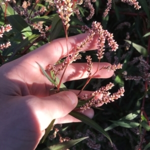 Persicaria decipiens at Lyneham, ACT - 14 May 2021