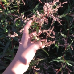 Persicaria decipiens at Lyneham, ACT - 14 May 2021