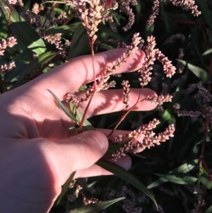 Persicaria decipiens at Lyneham, ACT - 14 May 2021