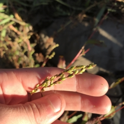 Persicaria hydropiper (Water Pepper) at City Renewal Authority Area - 14 May 2021 by Tapirlord