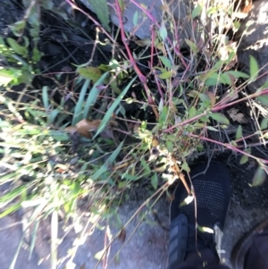 Persicaria hydropiper at Lyneham Wetland - 14 May 2021