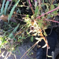 Persicaria hydropiper at Lyneham Wetland - 14 May 2021