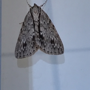 Chlenias banksiaria group at Lyneham, ACT - suppressed