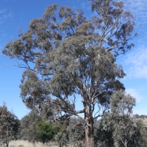 Eucalyptus melliodora at Goorooyarroo NR (ACT) - 20 May 2021 01:24 PM