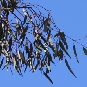 Eucalyptus melliodora at Goorooyarroo NR (ACT) - 20 May 2021 01:24 PM