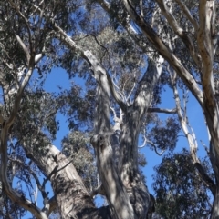 Eucalyptus melliodora at Goorooyarroo NR (ACT) - 20 May 2021 01:24 PM