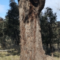 Eucalyptus melliodora at Goorooyarroo NR (ACT) - 20 May 2021 01:24 PM