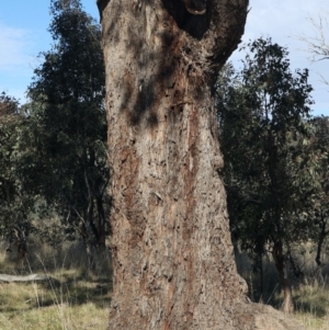 Eucalyptus melliodora at Goorooyarroo NR (ACT) - 20 May 2021 01:24 PM