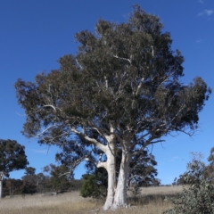 Eucalyptus rossii (Inland Scribbly Gum) at Throsby, ACT - 20 May 2021 by jbromilow50