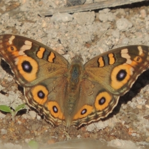 Junonia villida at Conder, ACT - 30 Mar 2021