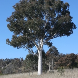 Eucalyptus mannifera at Goorooyarroo NR (ACT) - 20 May 2021 01:40 PM