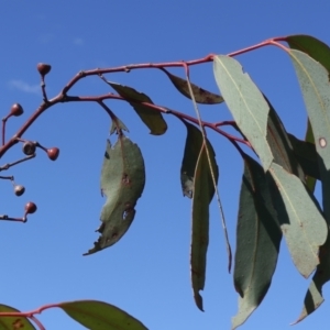 Eucalyptus mannifera at Forde, ACT - 20 May 2021