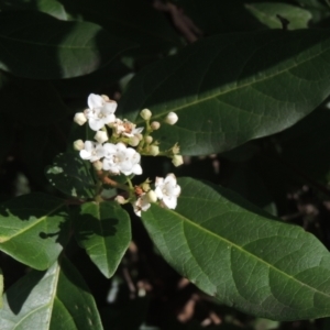 Viburnum tinus at Conder, ACT - 30 Mar 2021 05:29 PM