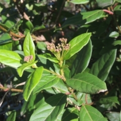 Viburnum tinus at Conder, ACT - 30 Mar 2021 05:29 PM