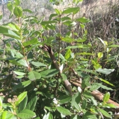 Viburnum tinus at Conder, ACT - 30 Mar 2021 05:29 PM