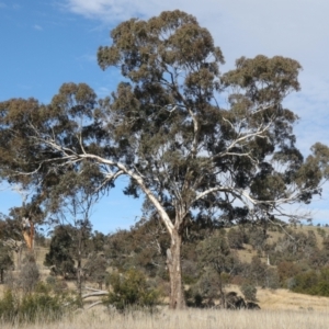 Eucalyptus melliodora at Forde, ACT - 20 May 2021