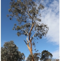 Eucalyptus melliodora (Yellow Box) at Forde, ACT - 20 May 2021 by jb2602