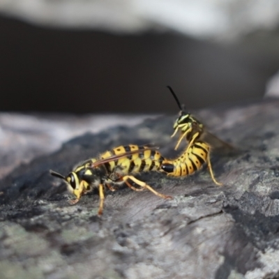 Vespula germanica (European wasp) at Holt, ACT - 20 May 2021 by Tammy