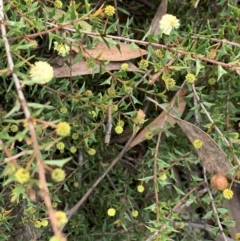 Acacia gunnii (Ploughshare Wattle) at Bruce Ridge to Gossan Hill - 18 May 2021 by Wendyp5