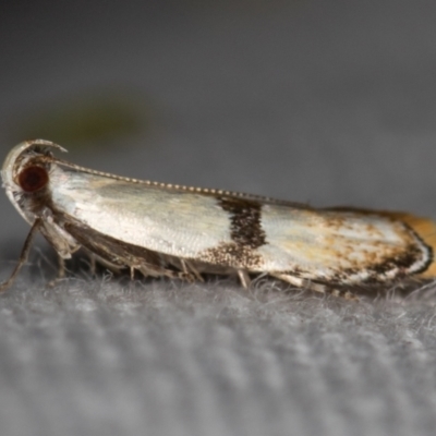 Ardozyga desmatra (A Gelechioid moth) at Melba, ACT - 28 Nov 2020 by Bron