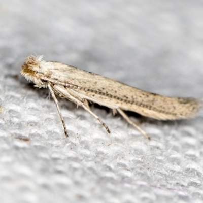 Tineidae (family) (Clothes moths (Tineidae)) at Melba, ACT - 27 Nov 2020 by Bron
