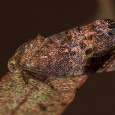 Hypertropha tortriciformis (A Gelechioid moth) at Melba, ACT - 28 Nov 2020 by Bron