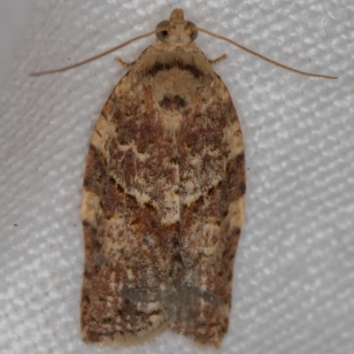 Epiphyas ashworthana (Ashworth's Tortrix) at Melba, ACT - 26 Nov 2020 by Bron