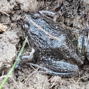 Limnodynastes tasmaniensis at O'Connor, ACT - 21 May 2021 02:26 PM