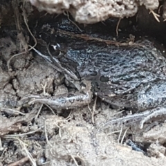 Limnodynastes tasmaniensis at O'Connor, ACT - 21 May 2021