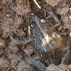 Limnodynastes tasmaniensis at O'Connor, ACT - 21 May 2021