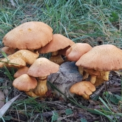 Gymnopilus junonius (Spectacular Rustgill) at Banksia Street Wetland Corridor - 20 May 2021 by trevorpreston